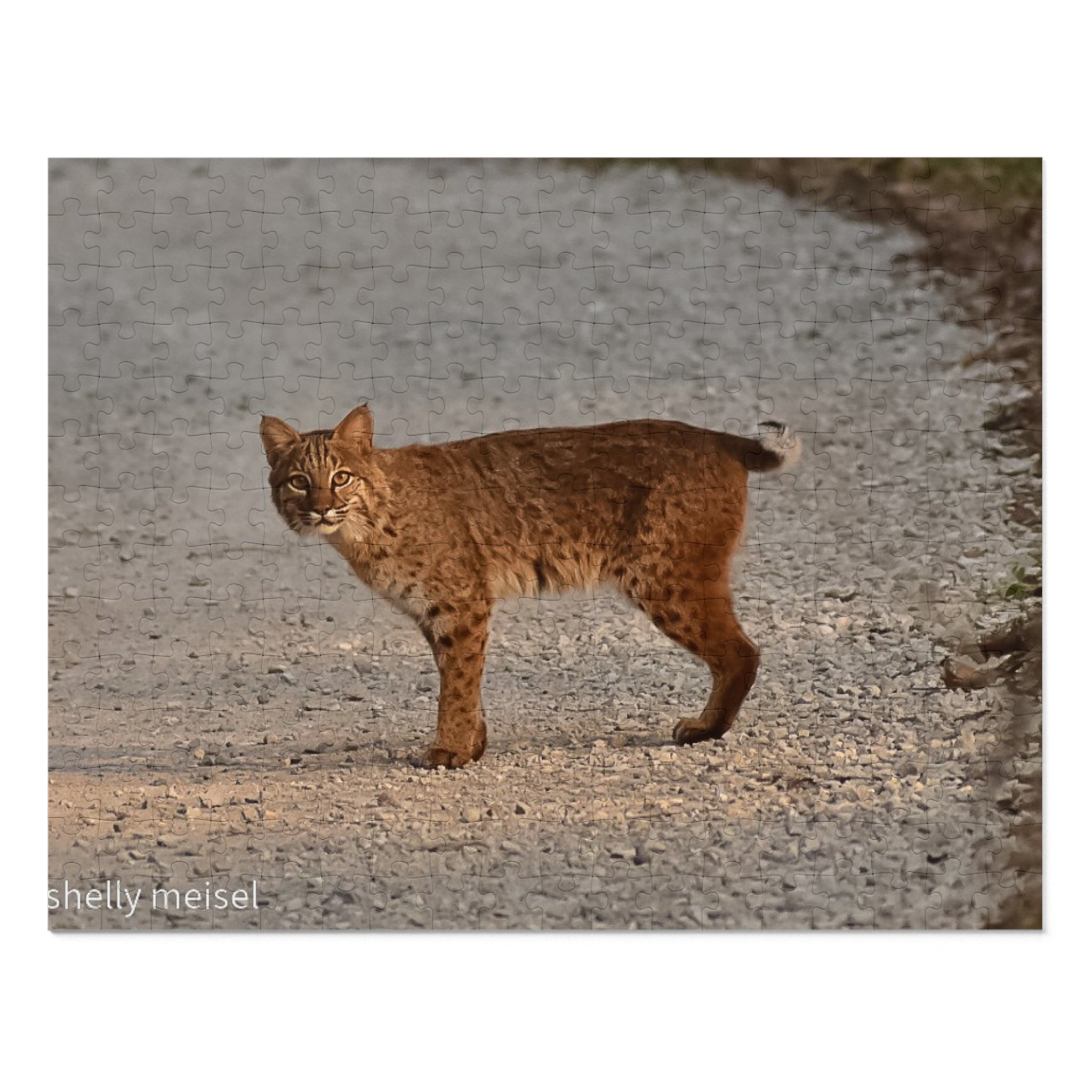 Bobcat Photo Jigsaw Puzzle with Tin – Wildlife Puzzle Gift
