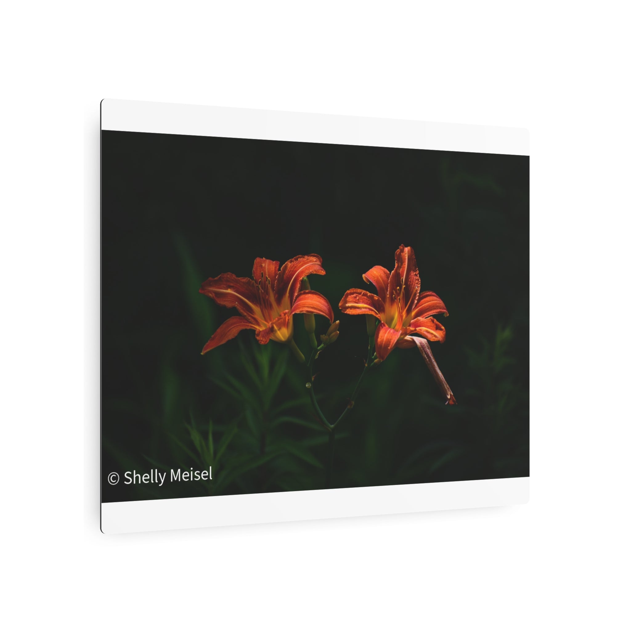 Day Lilies' Botanical Wall Art
