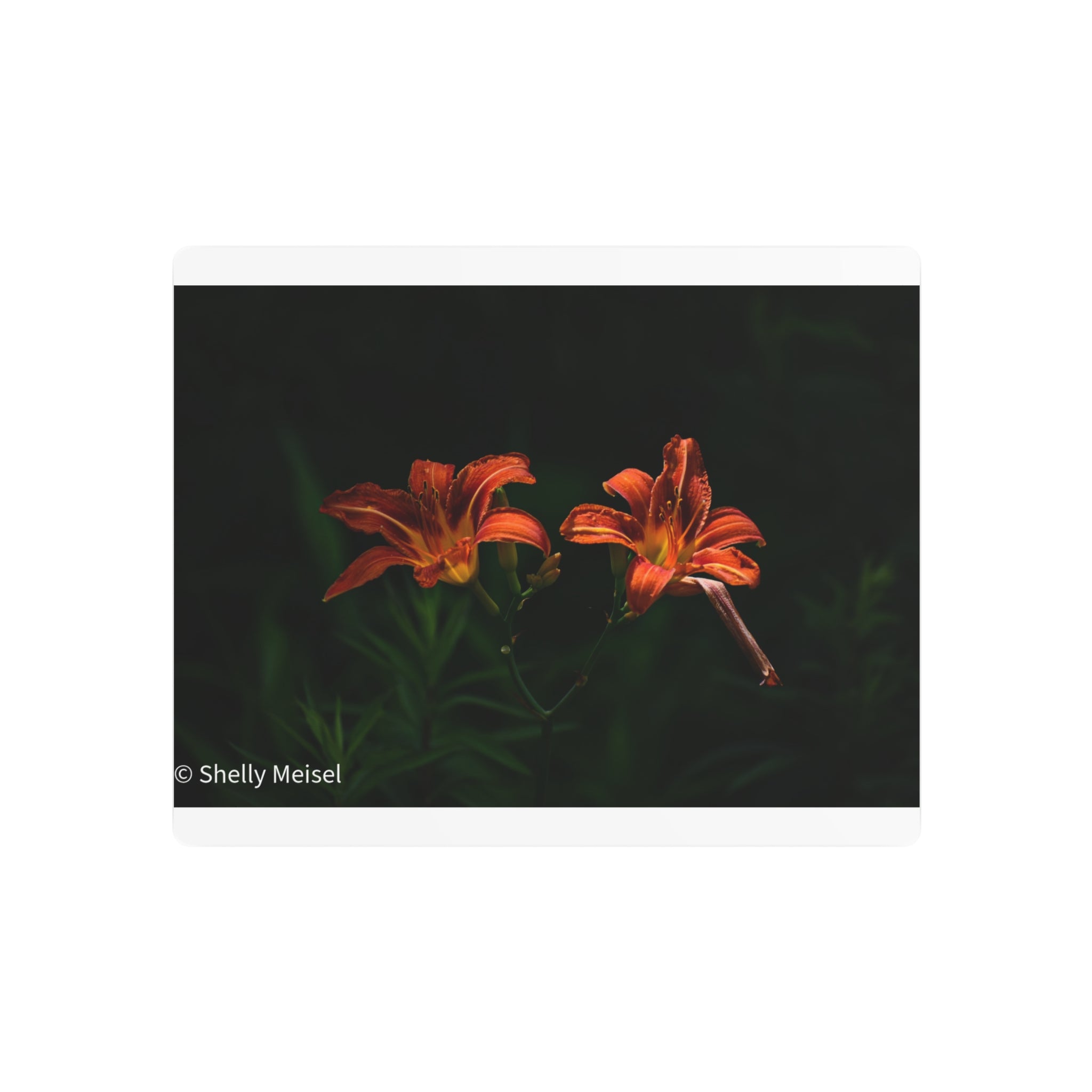 Day Lilies' Botanical Wall Art
