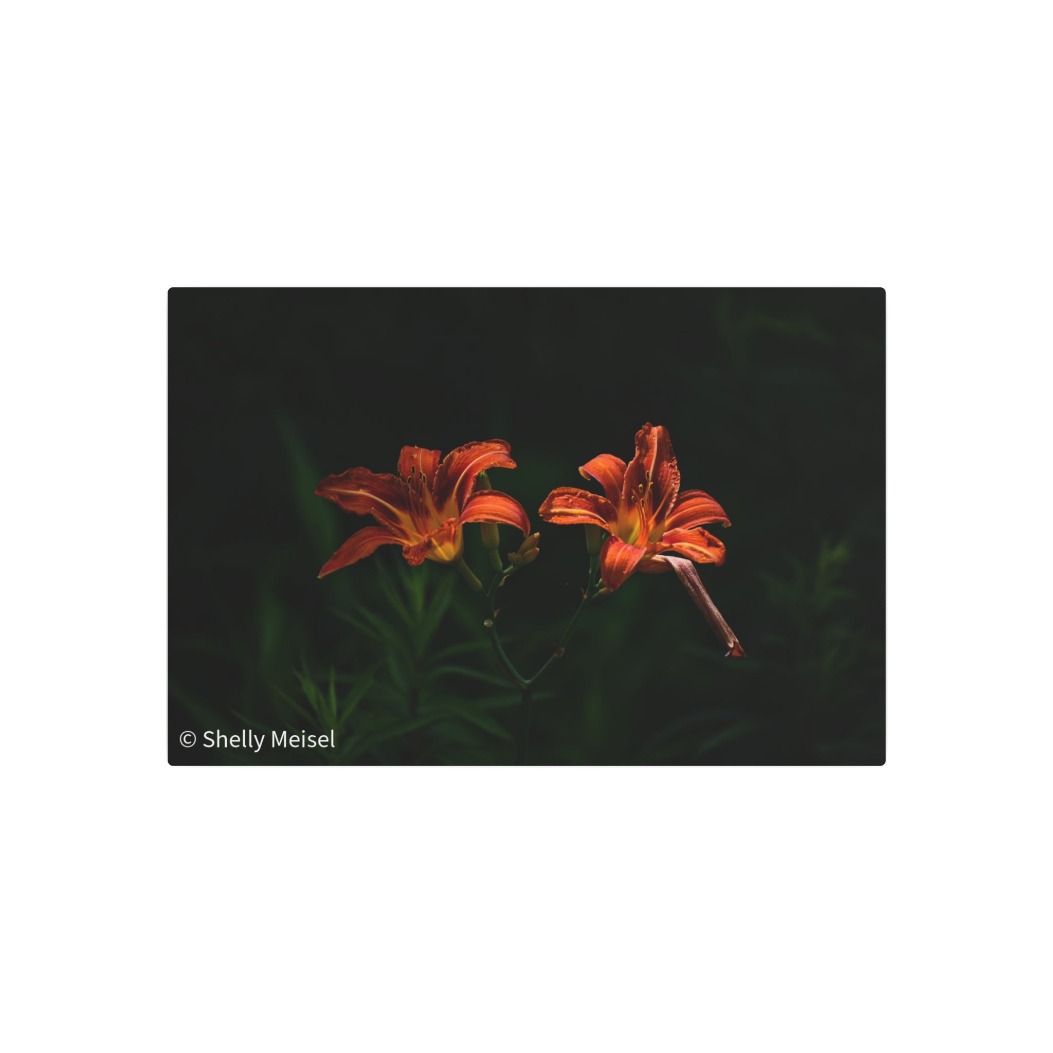 Day Lilies' Botanical Wall Art