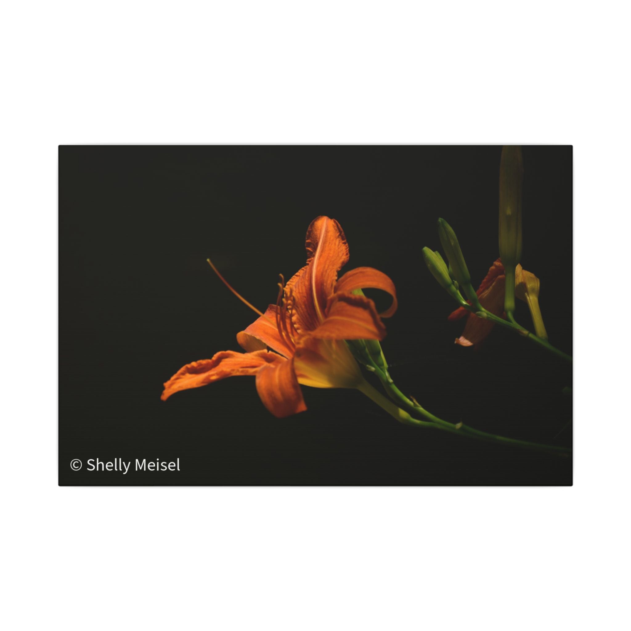 Orange Daylily Floral Canvas Print — Matte Stretched Wall Art