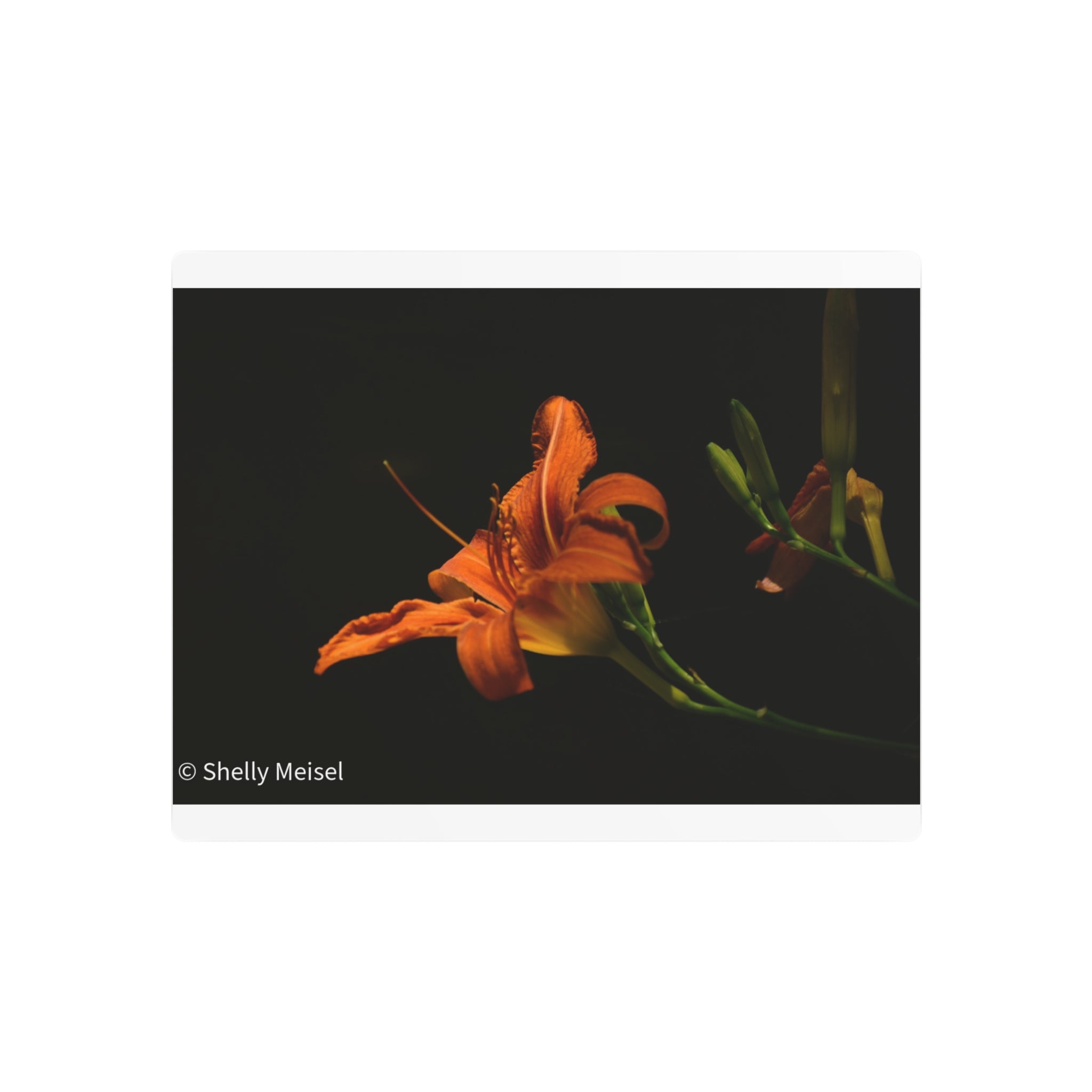 Orange Lily Floral Wall Metal Wall Art