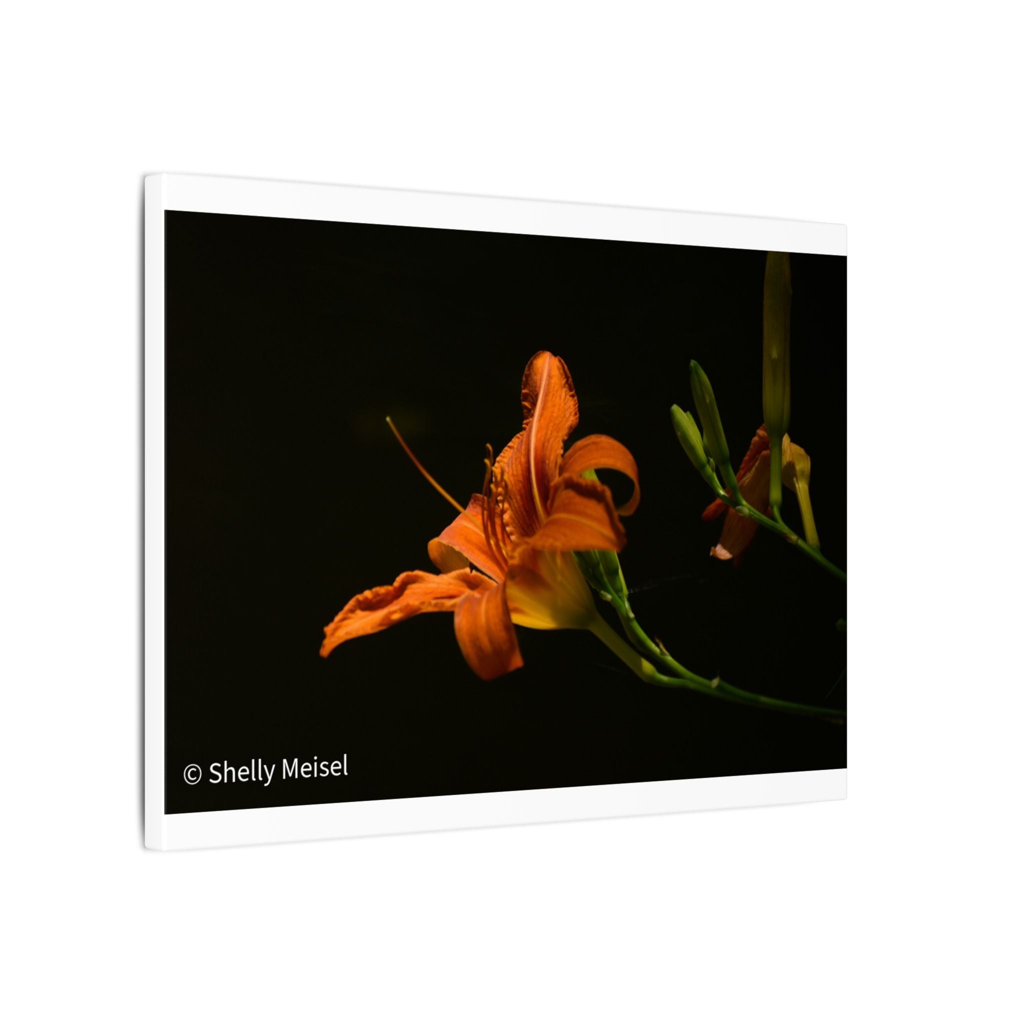 Orange Daylily Floral Canvas Print — Matte Stretched Wall Art