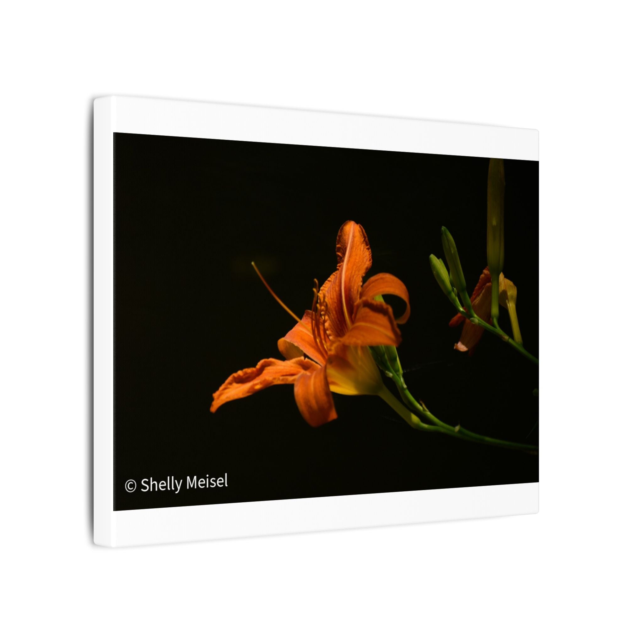 Orange Daylily Floral Canvas Print — Matte Stretched Wall Art