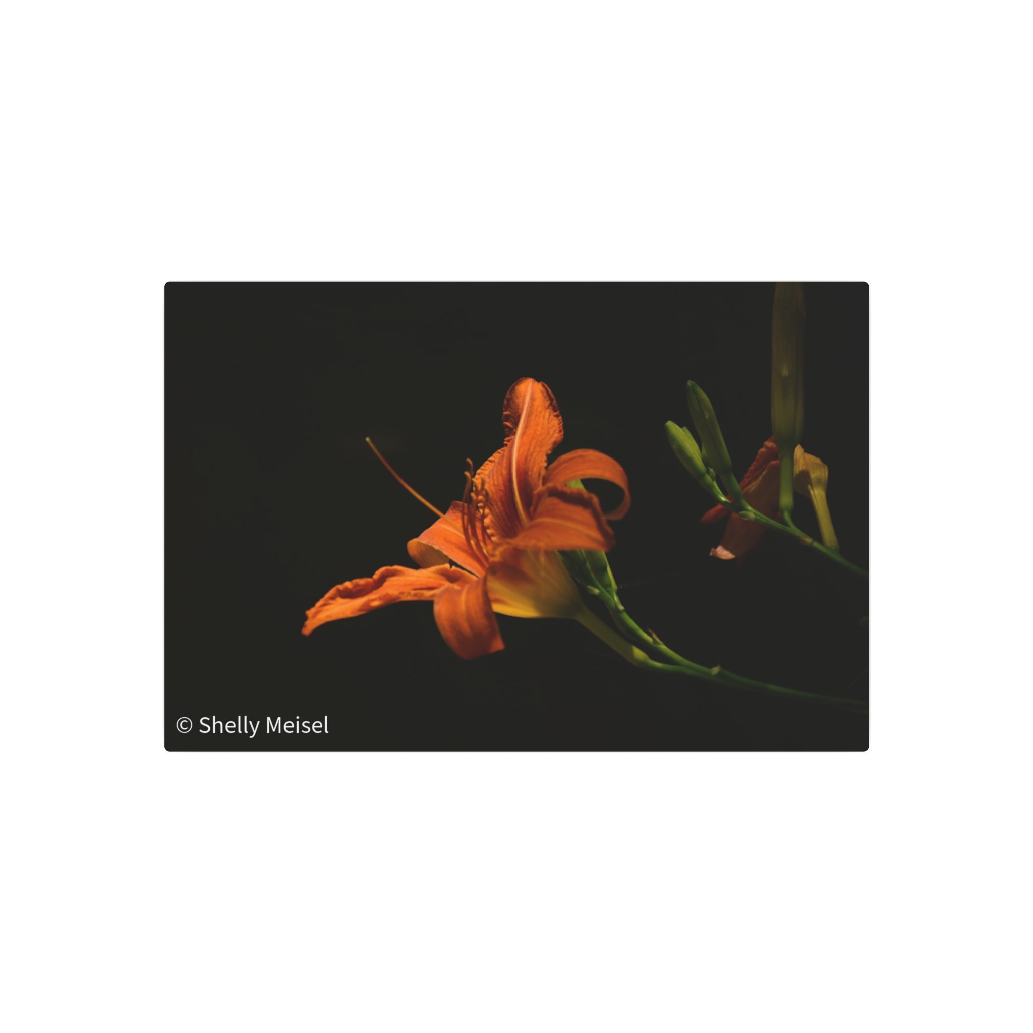 Orange Lily Floral Wall Metal Wall Art