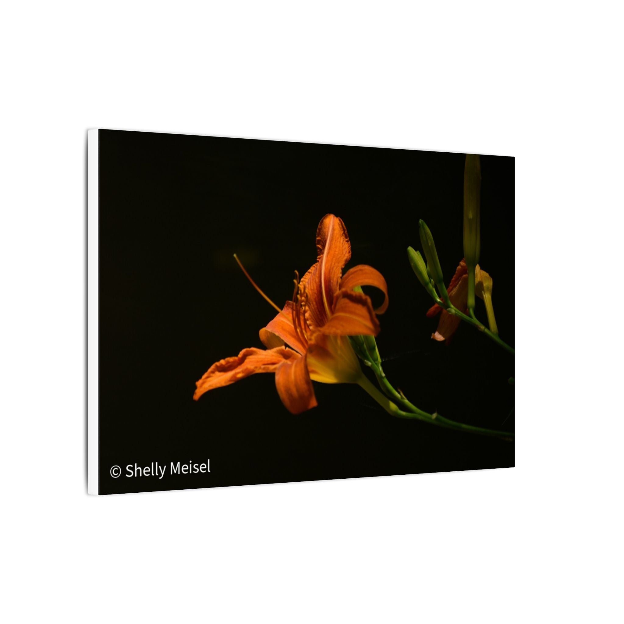 Orange Daylily Floral Canvas Print — Matte Stretched Wall Art