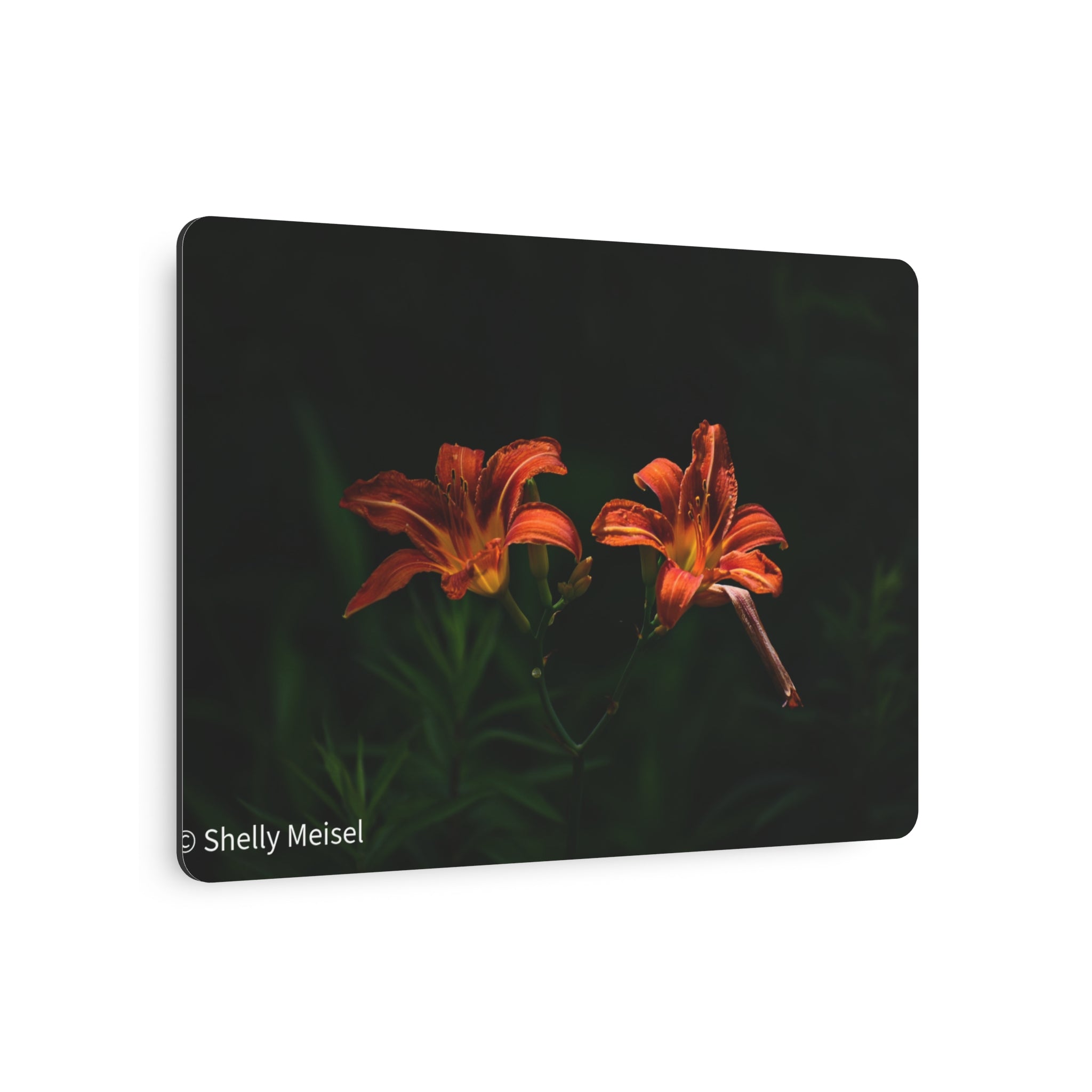 Day Lilies' Botanical Wall Art