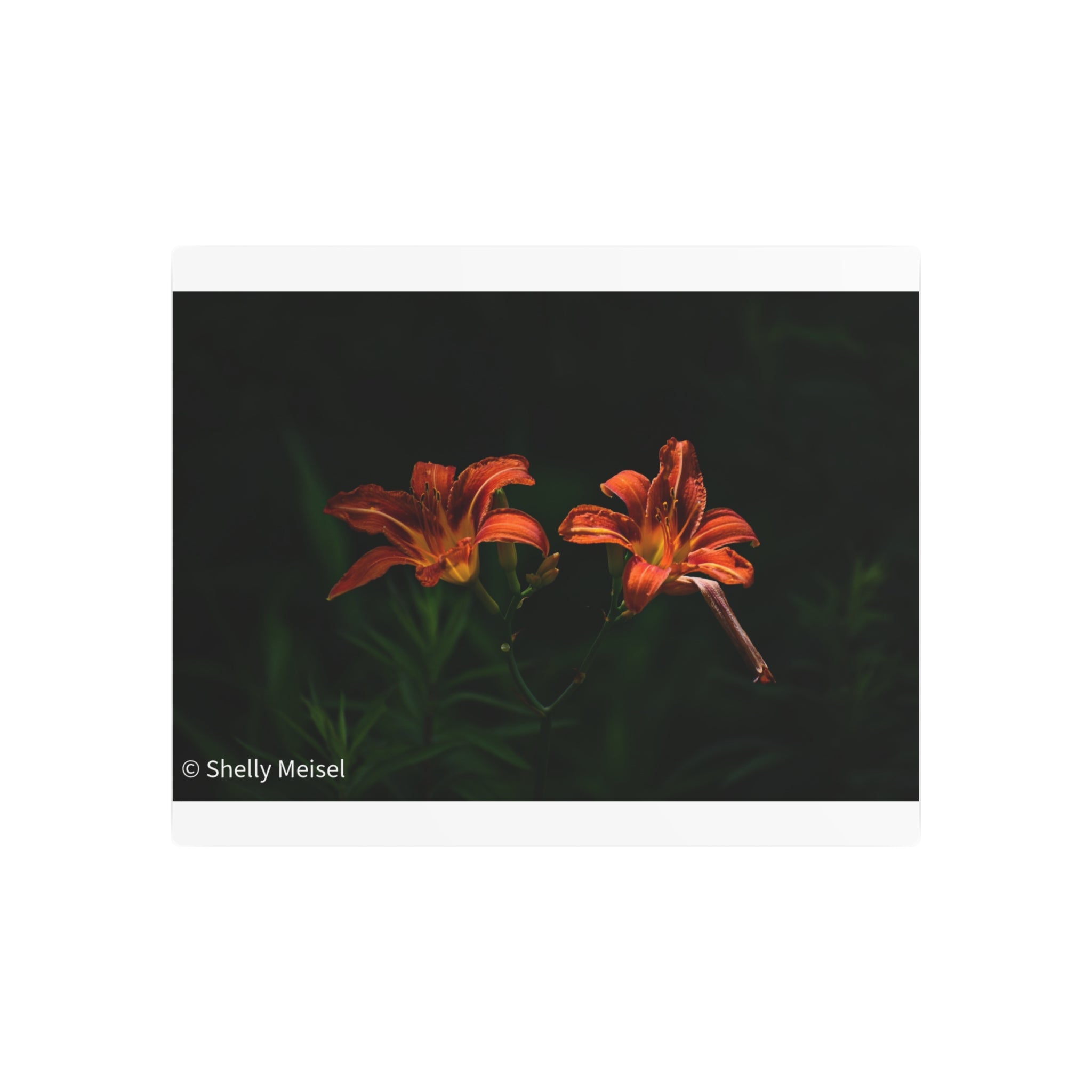 Day Lilies' Botanical Wall Art