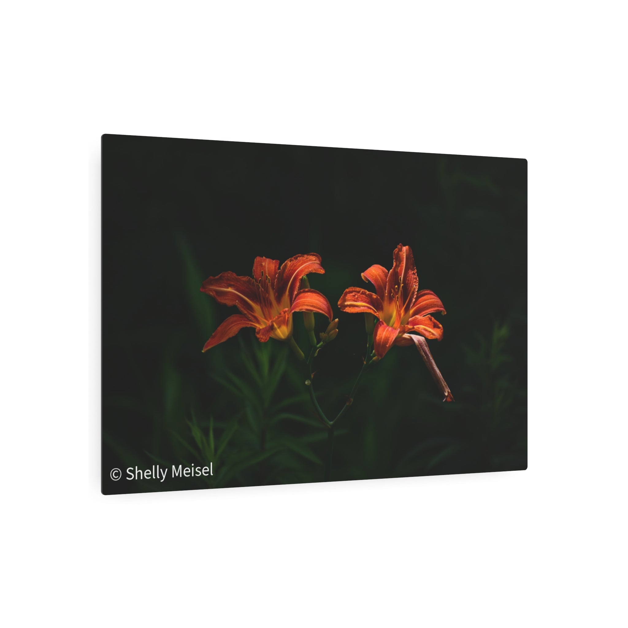 Day Lilies' Botanical Wall Art