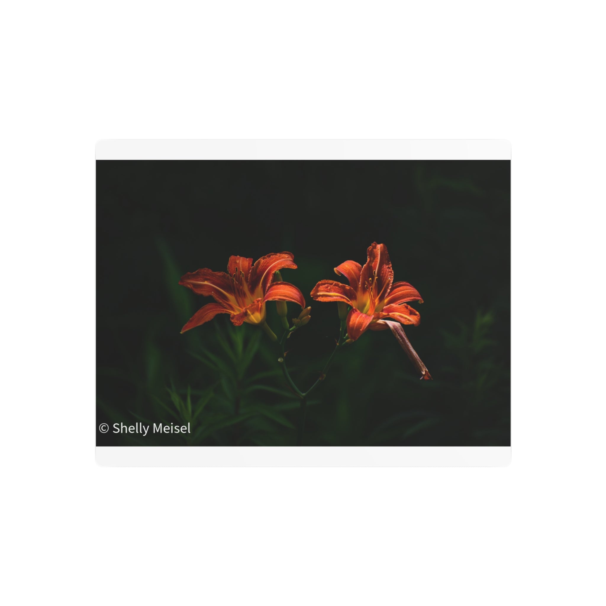 Day Lilies' Botanical Wall Art