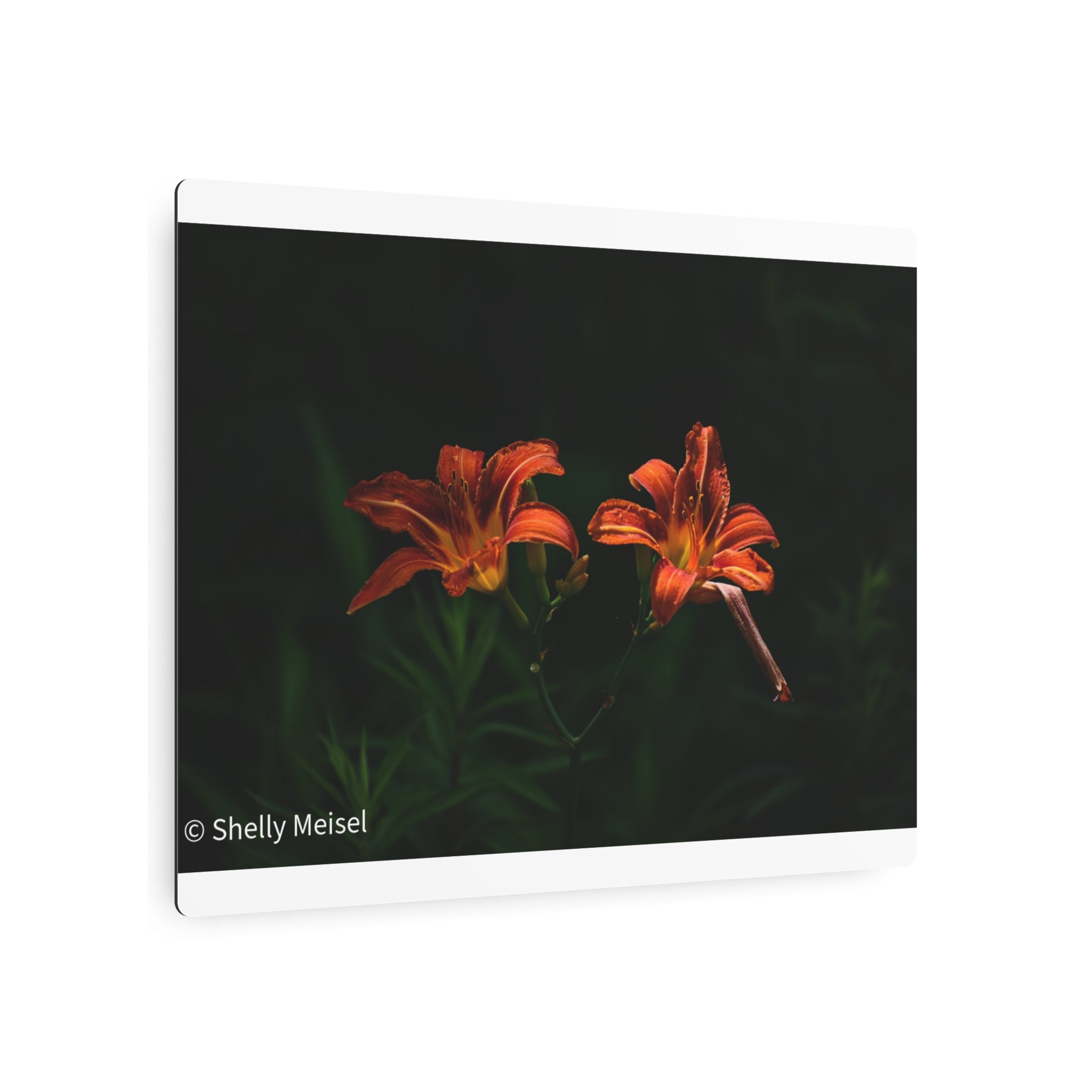 Day Lilies' Botanical Wall Art