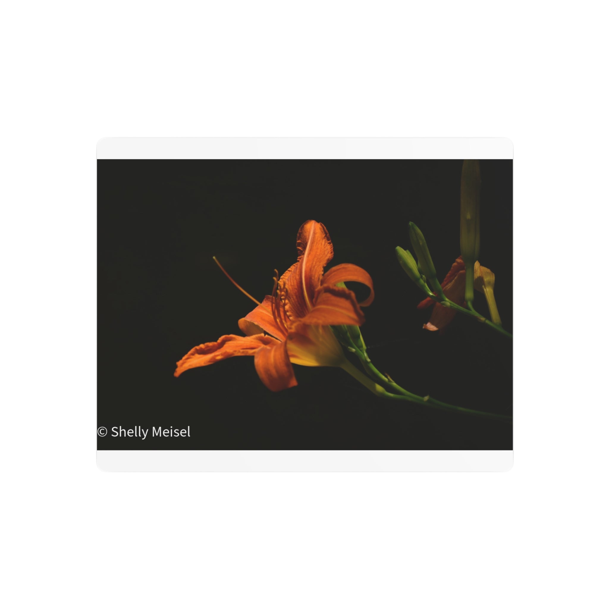 Orange Lily Floral Wall Metal Wall Art