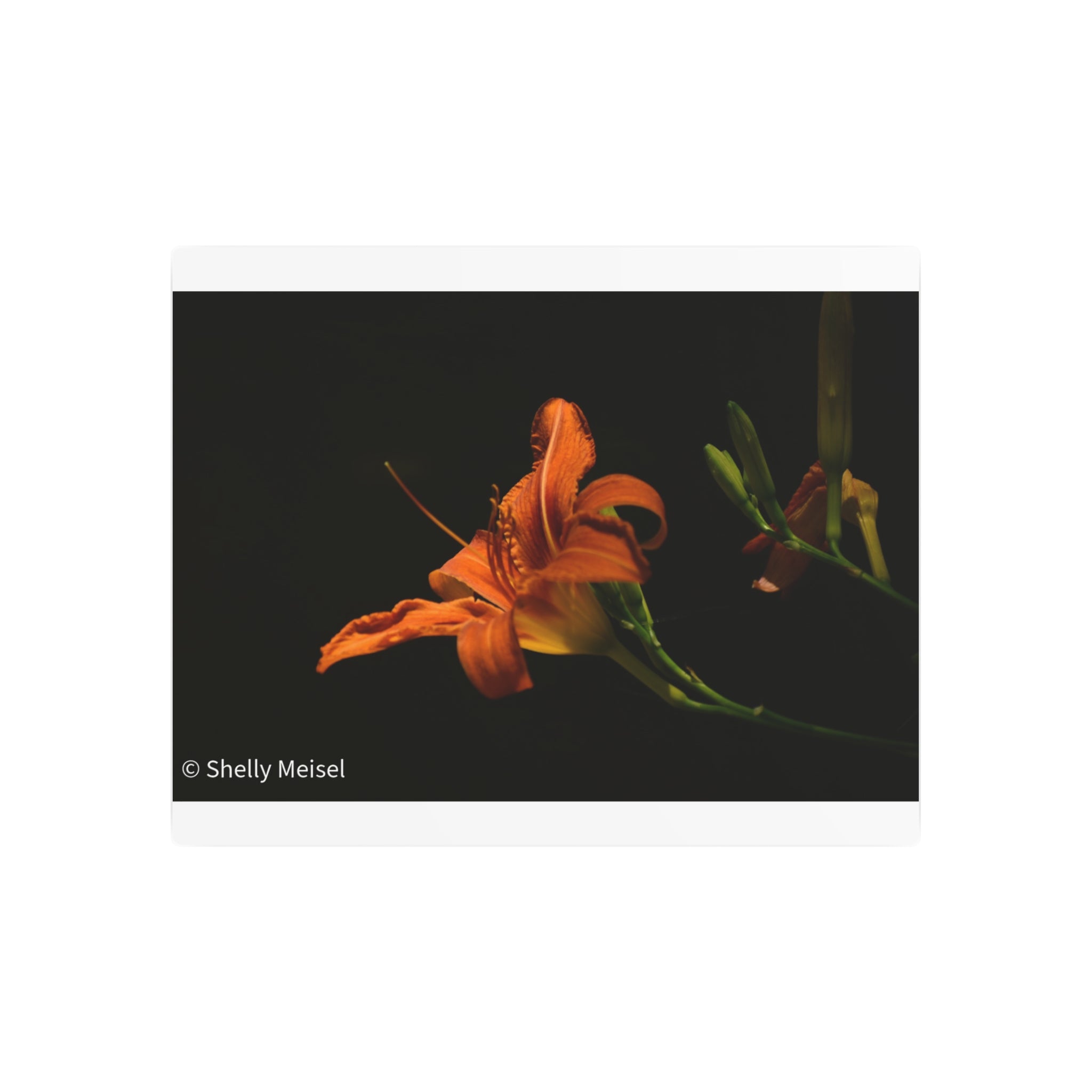 Orange Lily Floral Wall Metal Wall Art